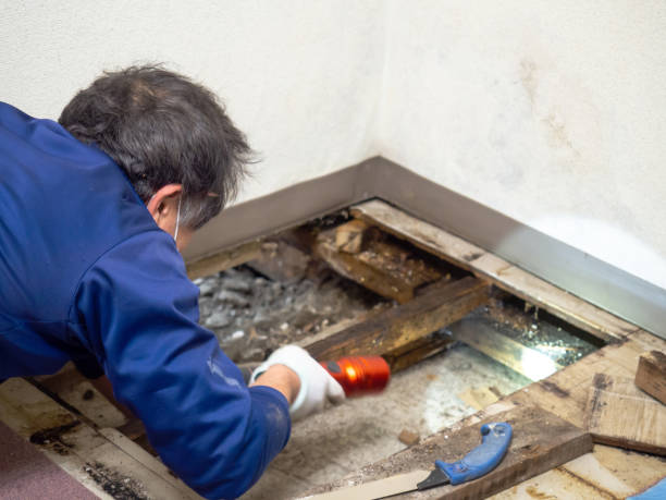 Best Mold Remediation Experts  in Buffalo Center, IA