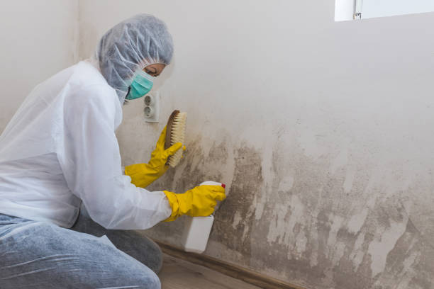 Best Certified Mold Removal  in Buffalo Center, IA