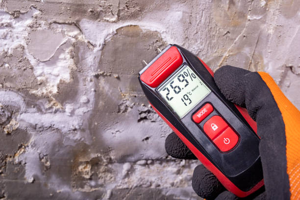 Best Home Mold Removal  in Buffalo Center, IA