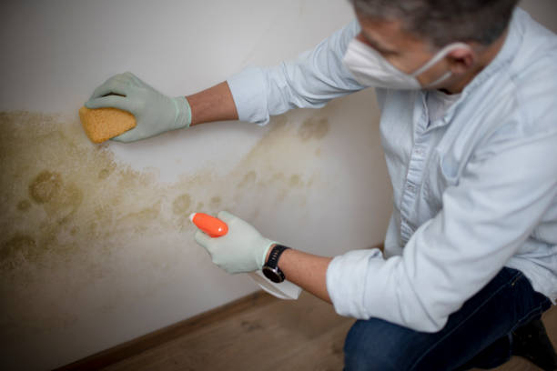 Best Fast Mold Removal  in Buffalo Center, IA