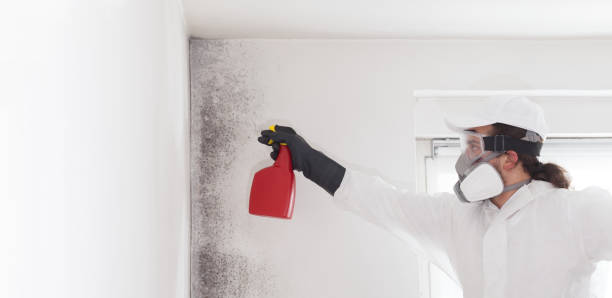 Best Emergency Mold Removal  in Buffalo Center, IA