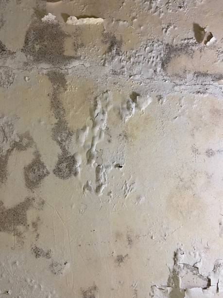 Best Residential Mold Removal  in Buffalo Center, IA