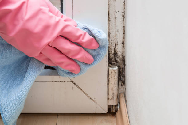 Best Attic Mold Removal  in Buffalo Center, IA