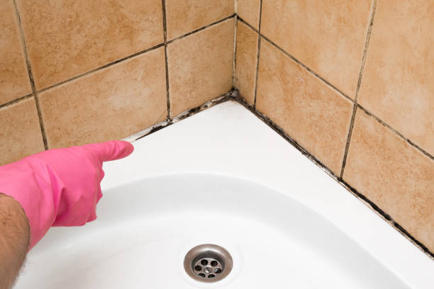 Crawl Space Mold Removal in Buffalo Center, IA